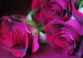 http://www.springloving.blogfa.com/