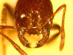 http://www.desertmuseum.org/invaders/invaders_fireant.htm