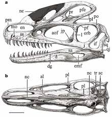 http://scienceblogs.com/pharyngula/2006/02/guanlong_wucaii.php