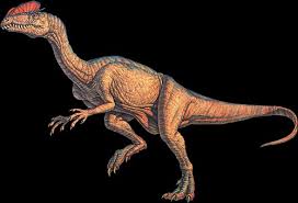 http://www.healthstones.com/dinosaurdata/d/dilophosaurus/dilophosaurus.html